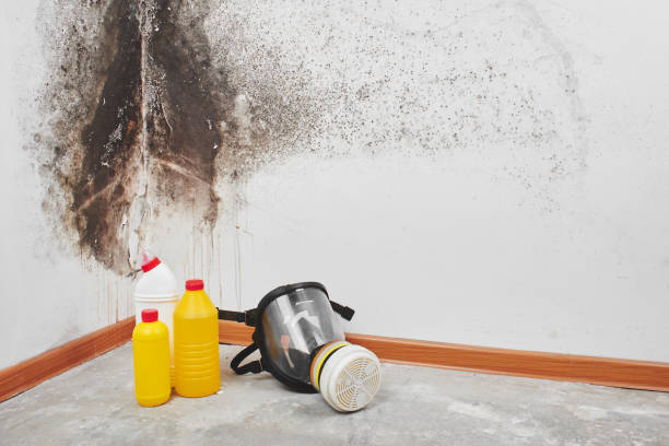 Best DIY Mold Remediation Support Services in Energy, IL