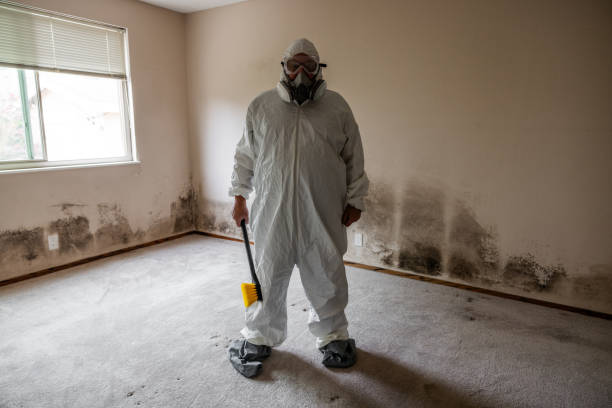 Best Post-Flood Mold Remediation in Energy, IL