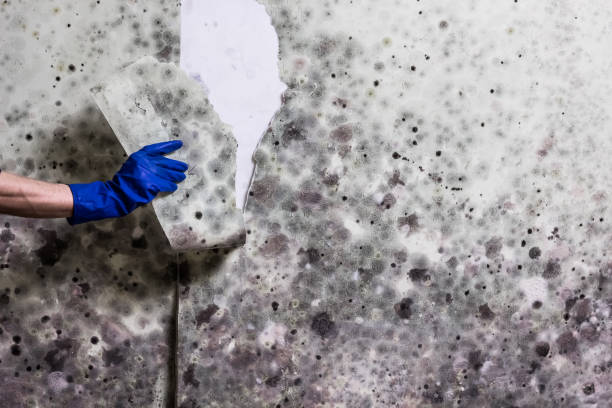 Best White Mold Remediation in Energy, IL