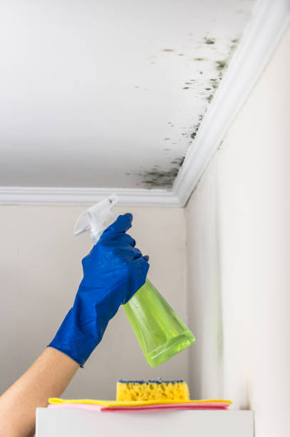 Best Crawl Space Mold Remediation in Energy, IL